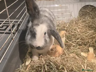 Lionhead rabbits Lionhead lops in Poulton-le-Fylde - Advert 2