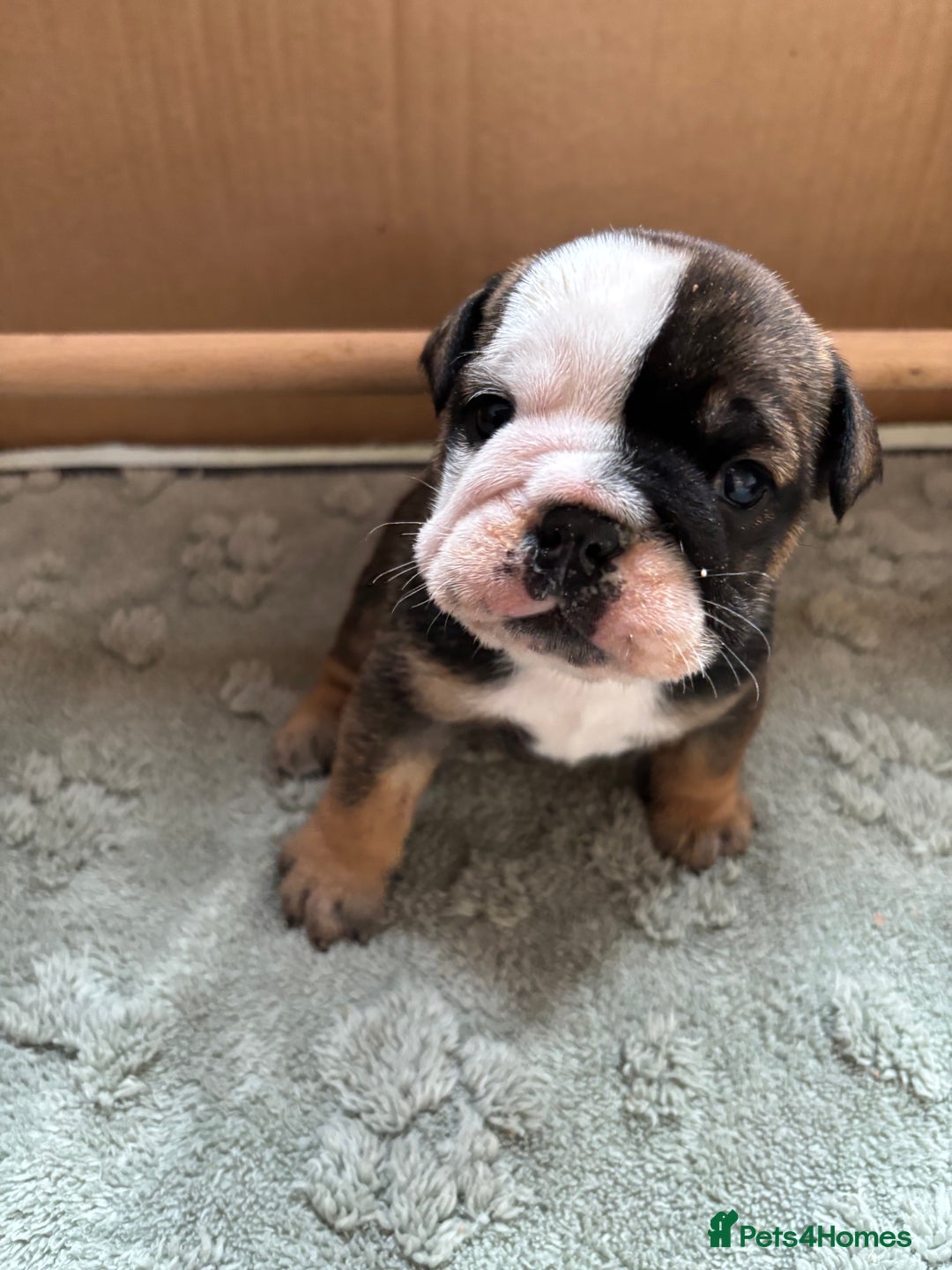 English Bulldog dogs for sale: Ready to go English bulldog puppies - Image 12