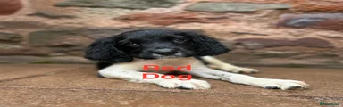 English Springer Spaniel 2 red collar 