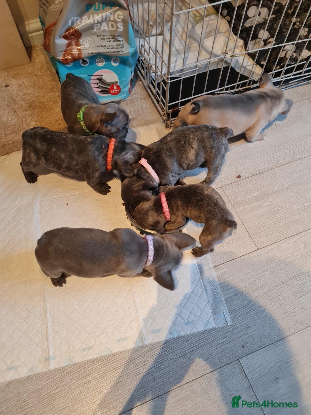 French Bulldog dogs for sale: French bulldog pups  - Image 11
