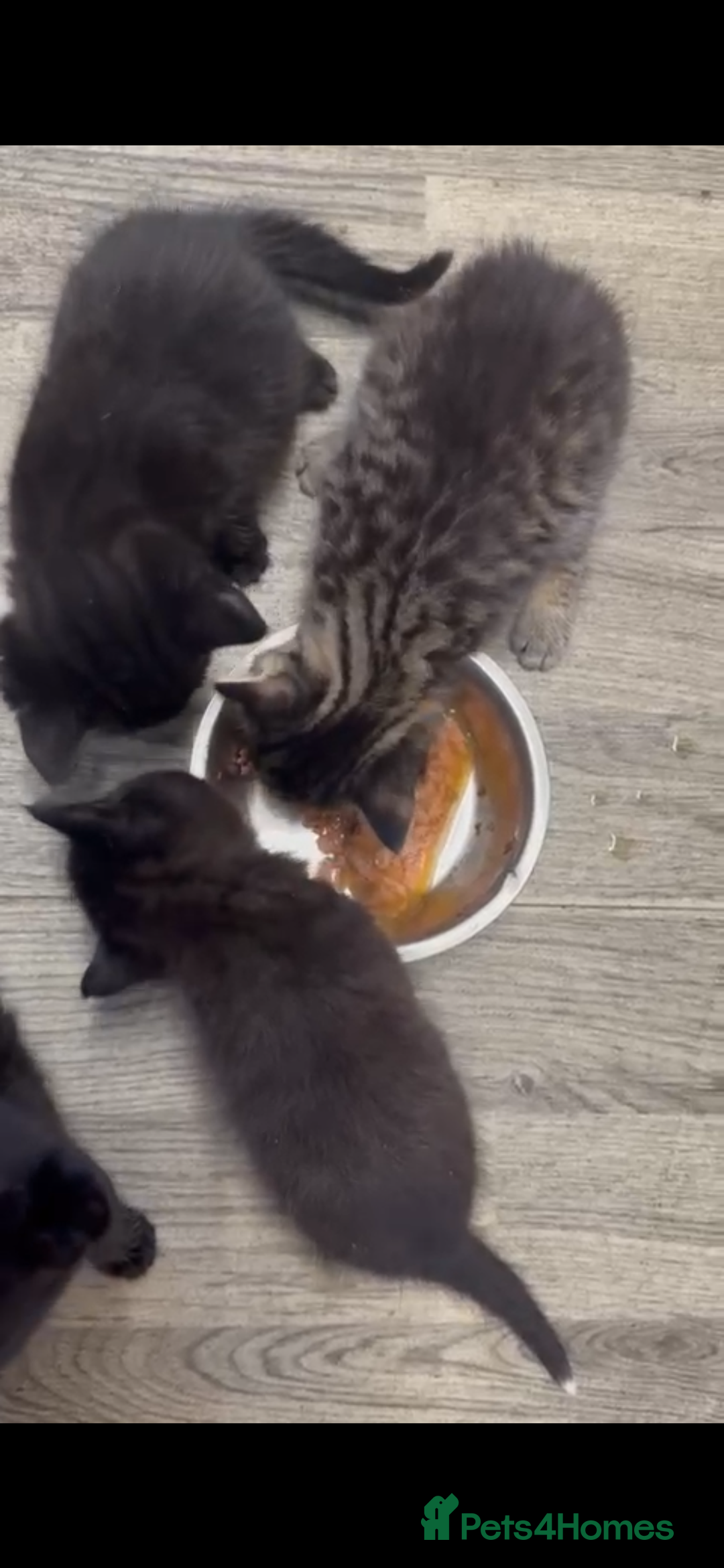 British Shorthair cats for sale: BLACK KITTENS  - Advert 6