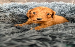 Cockapoo dogs for sale: Beautiful fox red cockapoo - Image 14