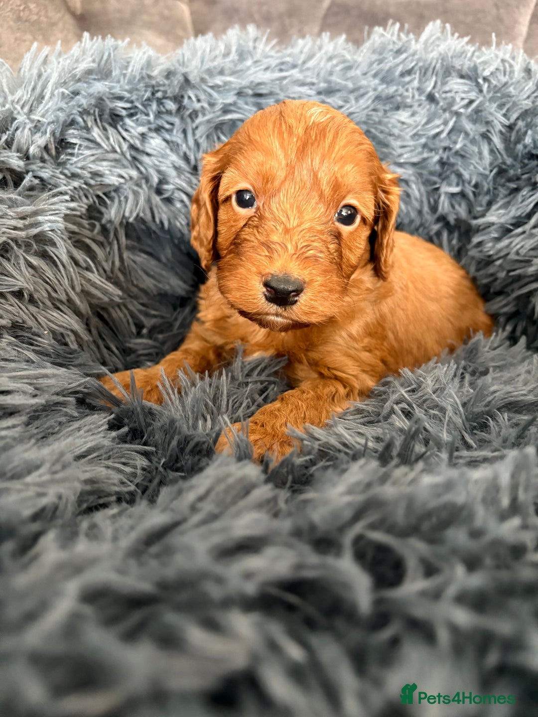Cockapoo dogs for sale: Beautiful fox red cockapoo - Image 14