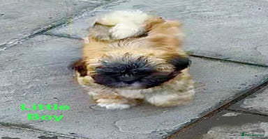Lhasa Apso dogs - Advert 3