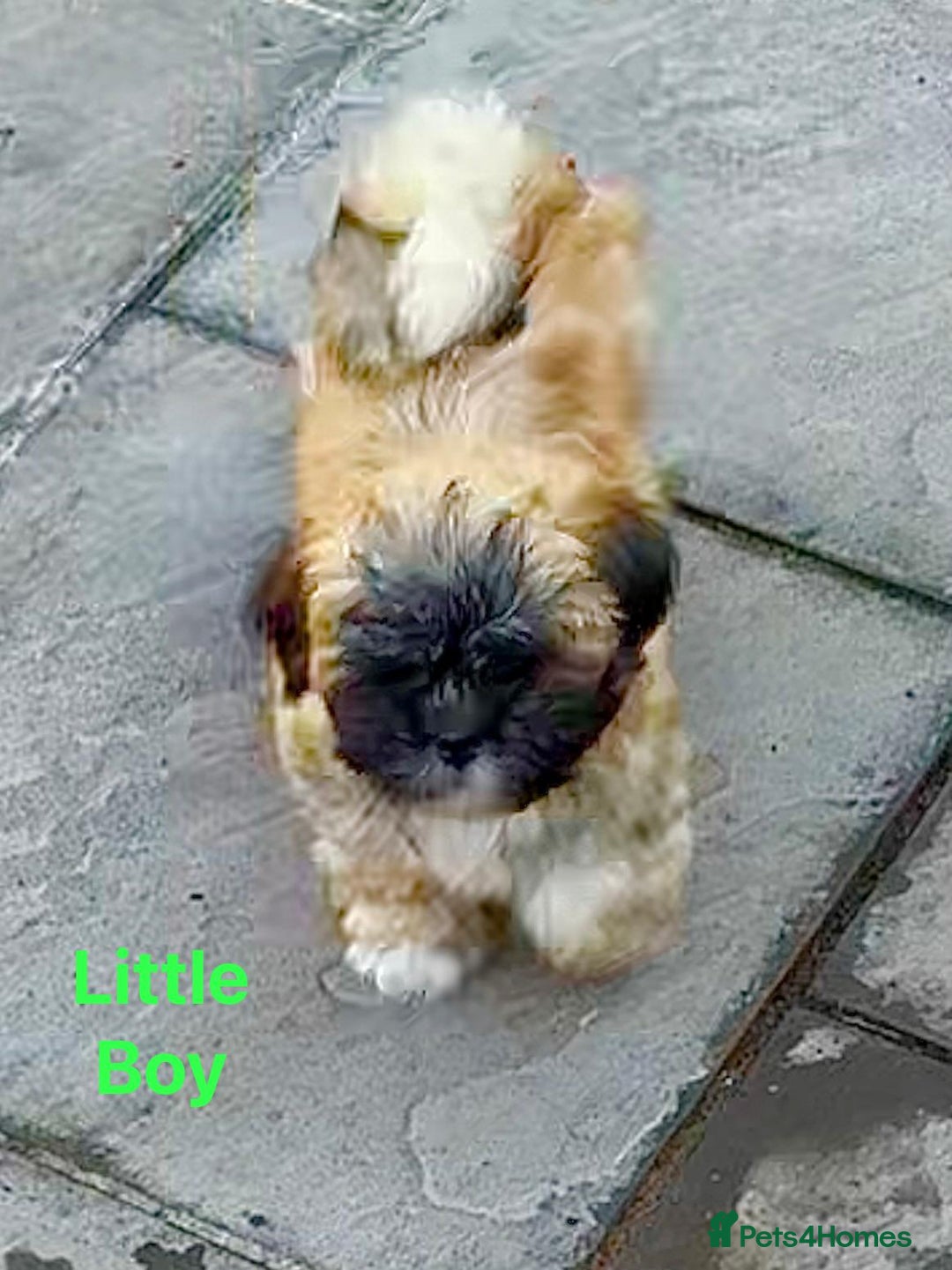 Lhasa Apso dogs for sale: One Adorable KC Reg Little Boy GPRA4 Clear - Image 3