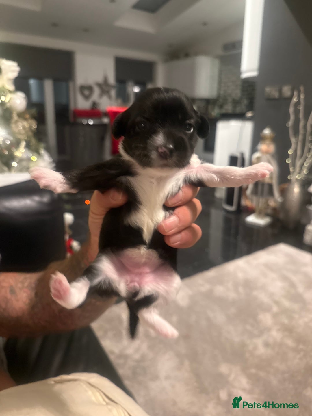 Mixed Breed dogs for sale: Stunning Merle chihuahua 2 girls ready 22nd dec - Advert 21
