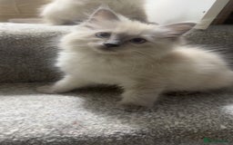 Ragdoll cats for sale: Ragdoll kittens - Image 8