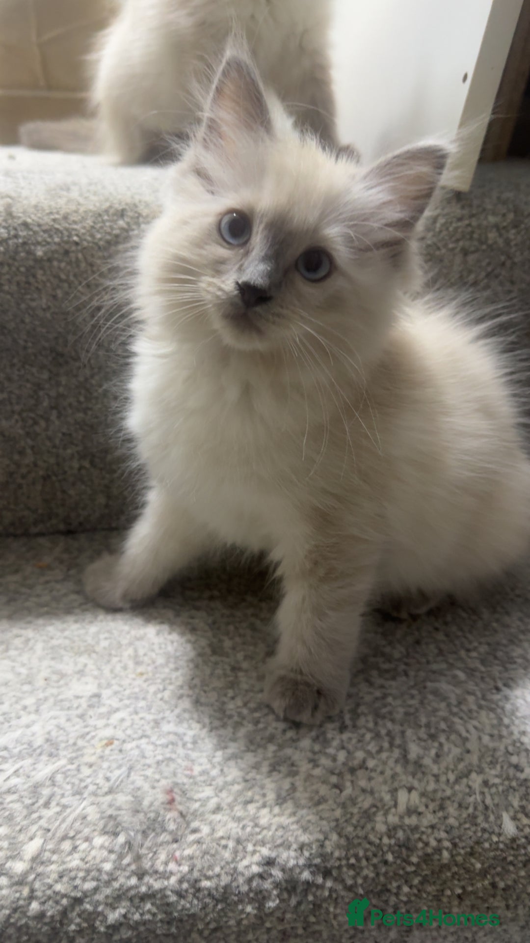 Ragdoll cats for sale: Ragdoll kittens - Image 8