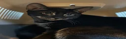 Mixed Breed cats for sale: Beautiful charcoal bengals  - Advert 5