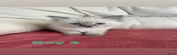 Ragdoll cats for sale: Stunning litter of ragdoll kittens  - Advert 7