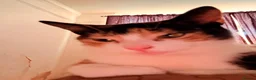 Mixed Breed cats for sale: Beautiful Calico Cat Ready for a Home - Advert 4