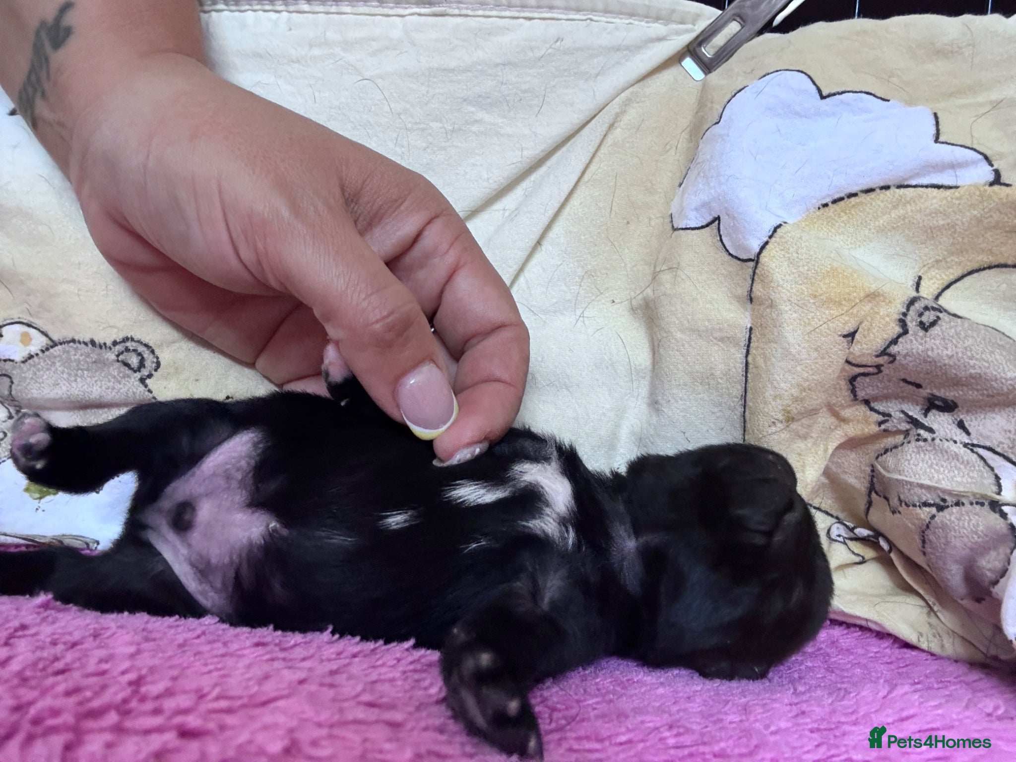 Pug dogs KC registered black pug puppies - Advert 2