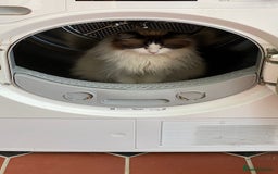 Ragdoll cats for adoption: Dexter tje rescue ragdoll needs a new home asap - Image 3