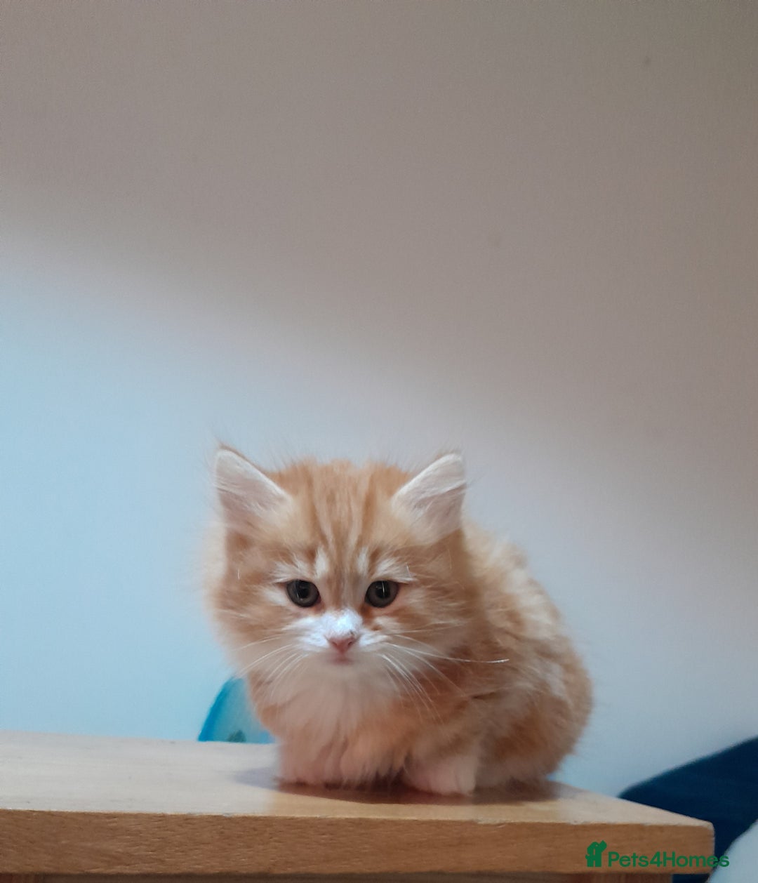 Mixed Breed cats for sale: 3 gorgeous kittens 😺😸😻 - Advert 19