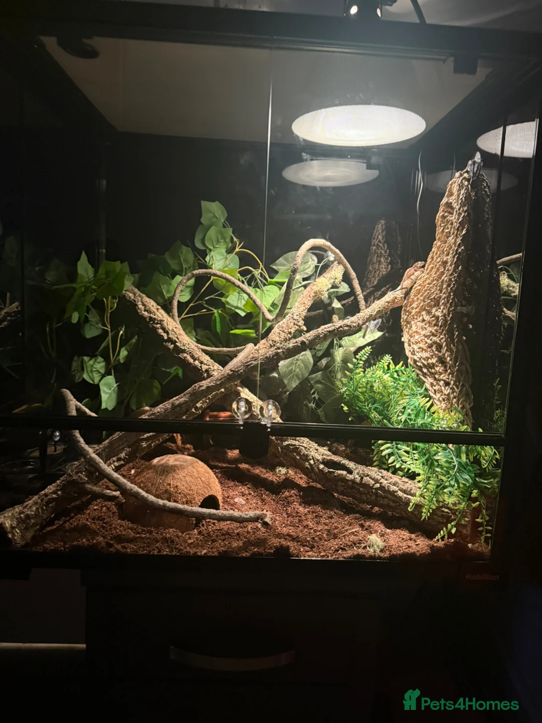Gecko reptiles for sale: Gargoyle gecko  in Liverpool - Advert 1