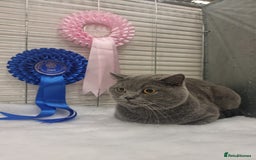 British Shorthair cats for sale: 2 Beautiful British Short Hair kittens - Image 13
