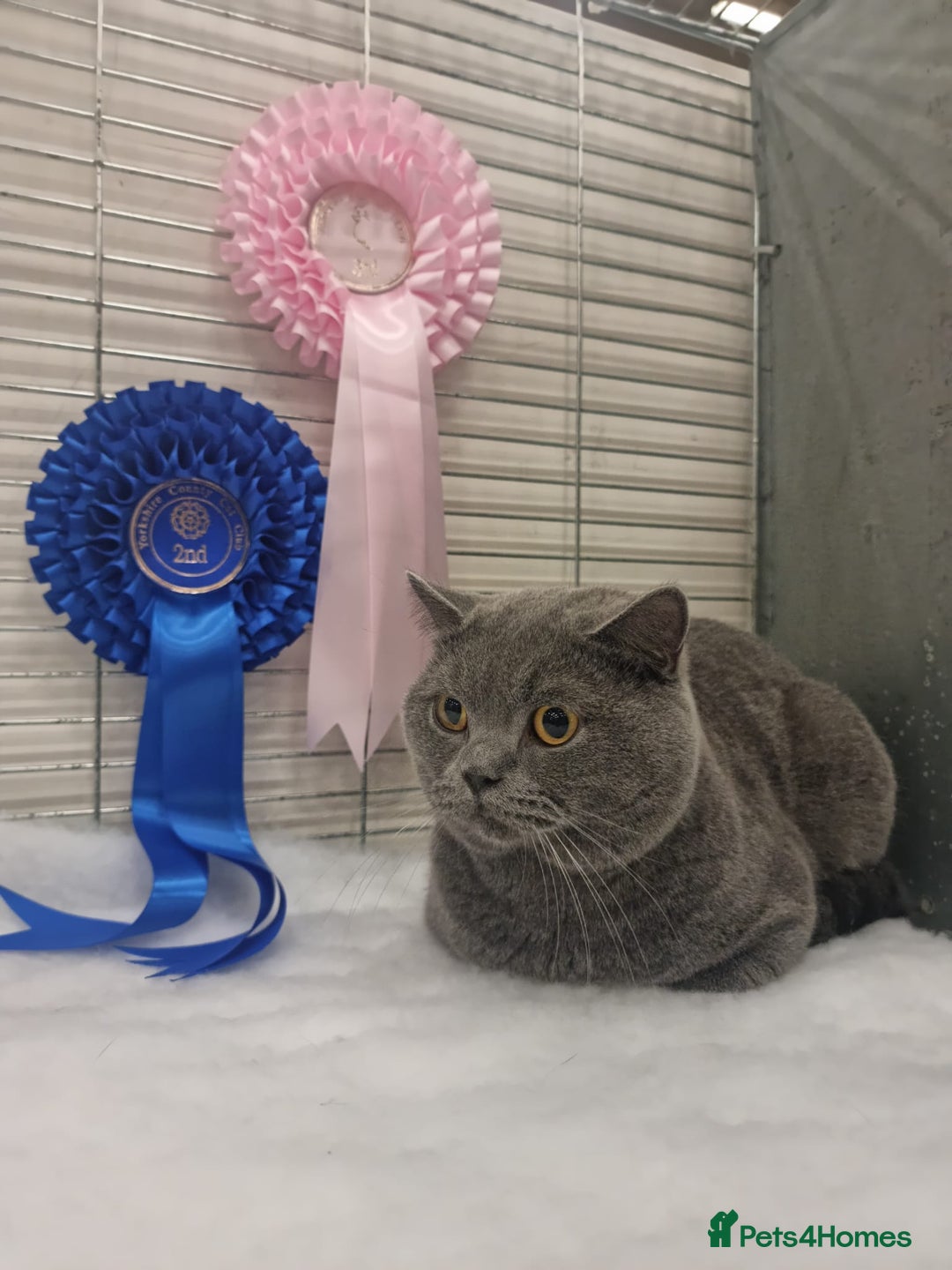 British Shorthair cats for sale: 2 Beautiful British Short Hair kittens - Image 13