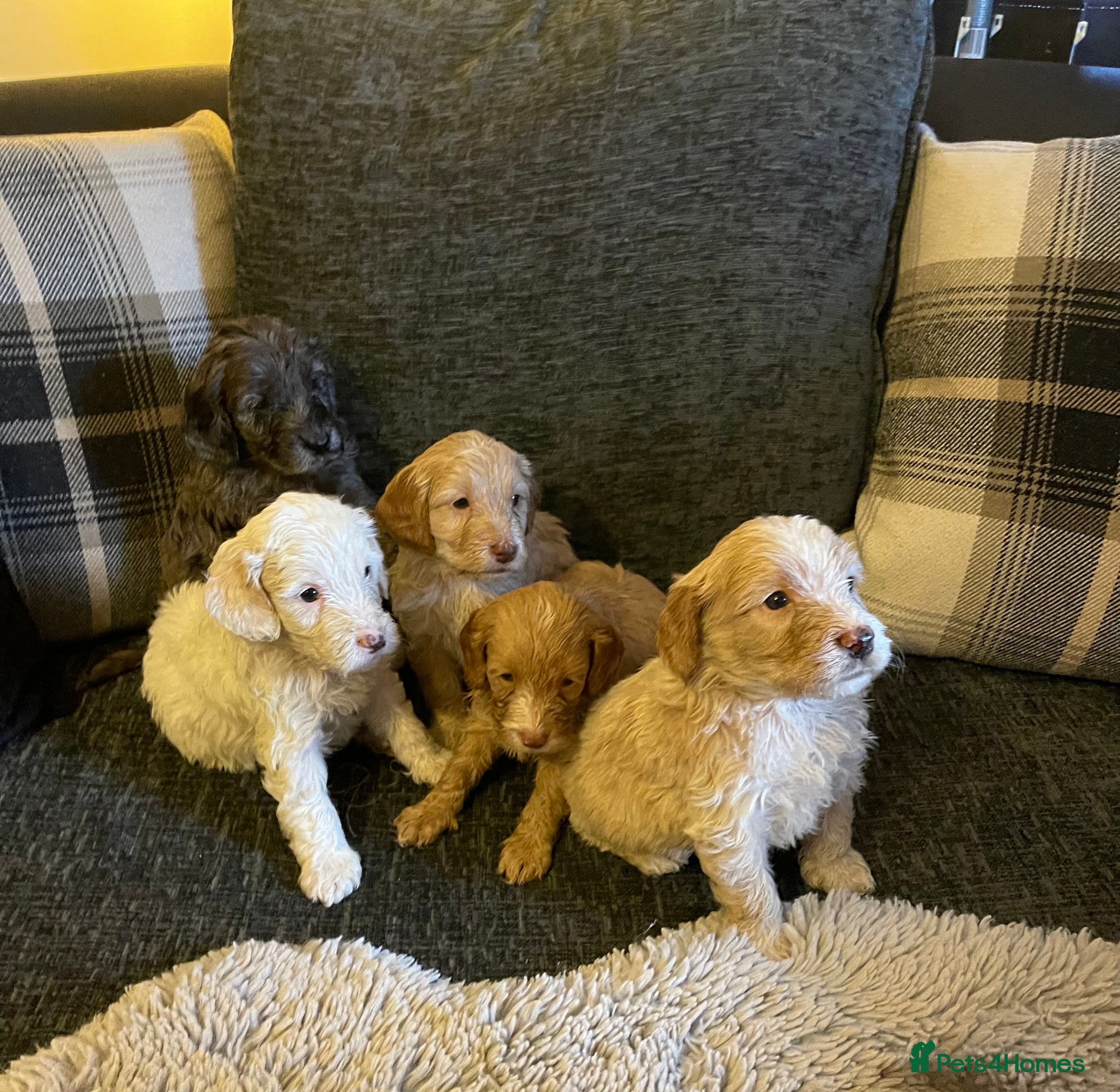 Cockapoo dogs f1 stunning toy cockerpoo  - Advert 5