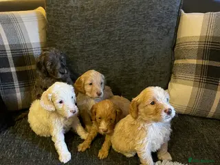 Cockapoo dogs f1 stunning toy cockerpoo - Advert 1