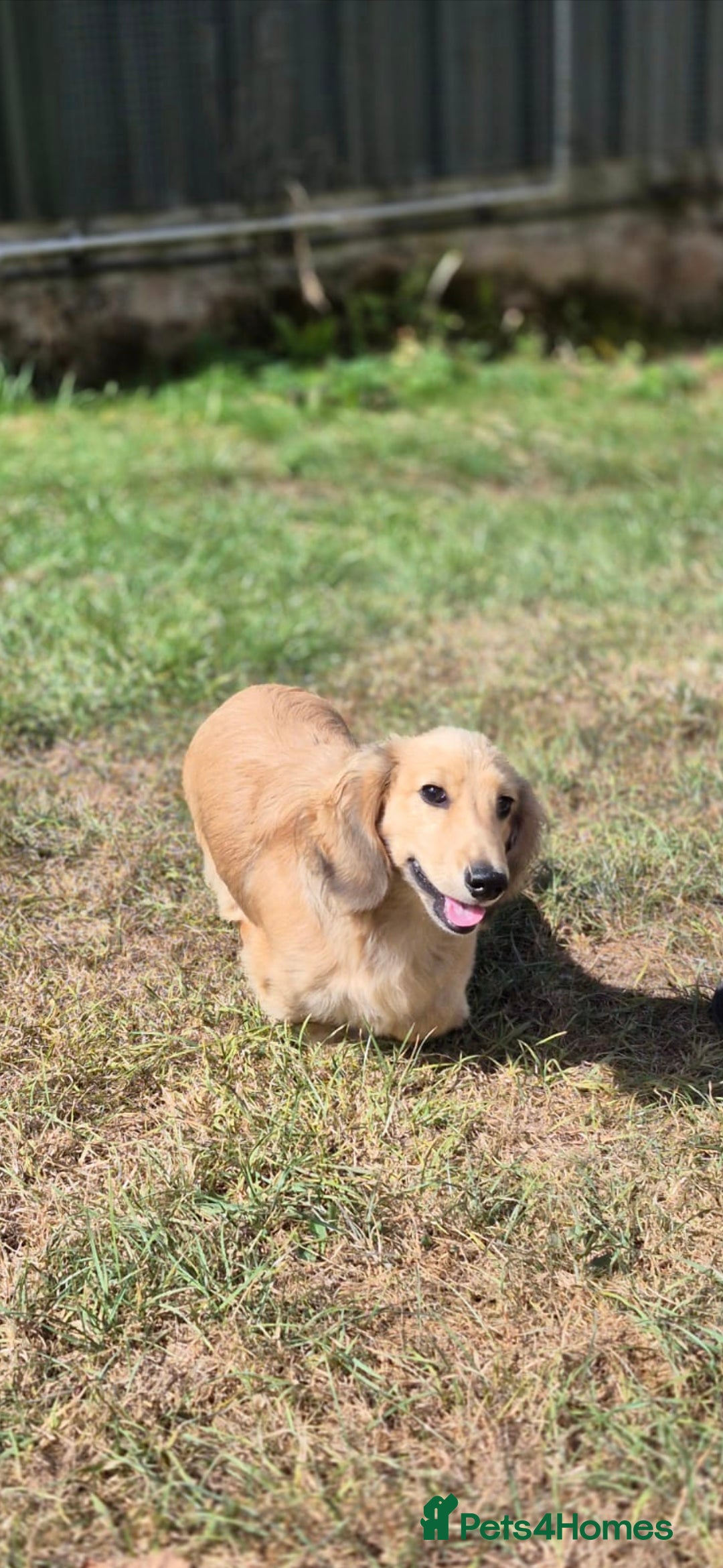 Miniature Dachshund dogs for sale: Long haired Shaded Cream Boy  in Banwell - Image 2