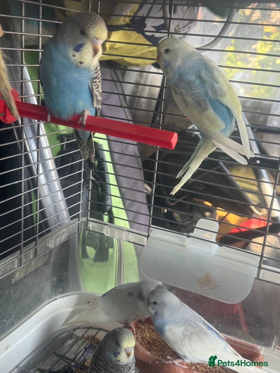 Budgerigars birds for sale: 6 baby budgies for sale  - Image 7