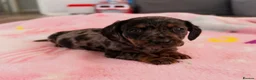 Mixed Breed dogs for sale: My beautiful Jack Russell X dachshund pups.  - Advert 13