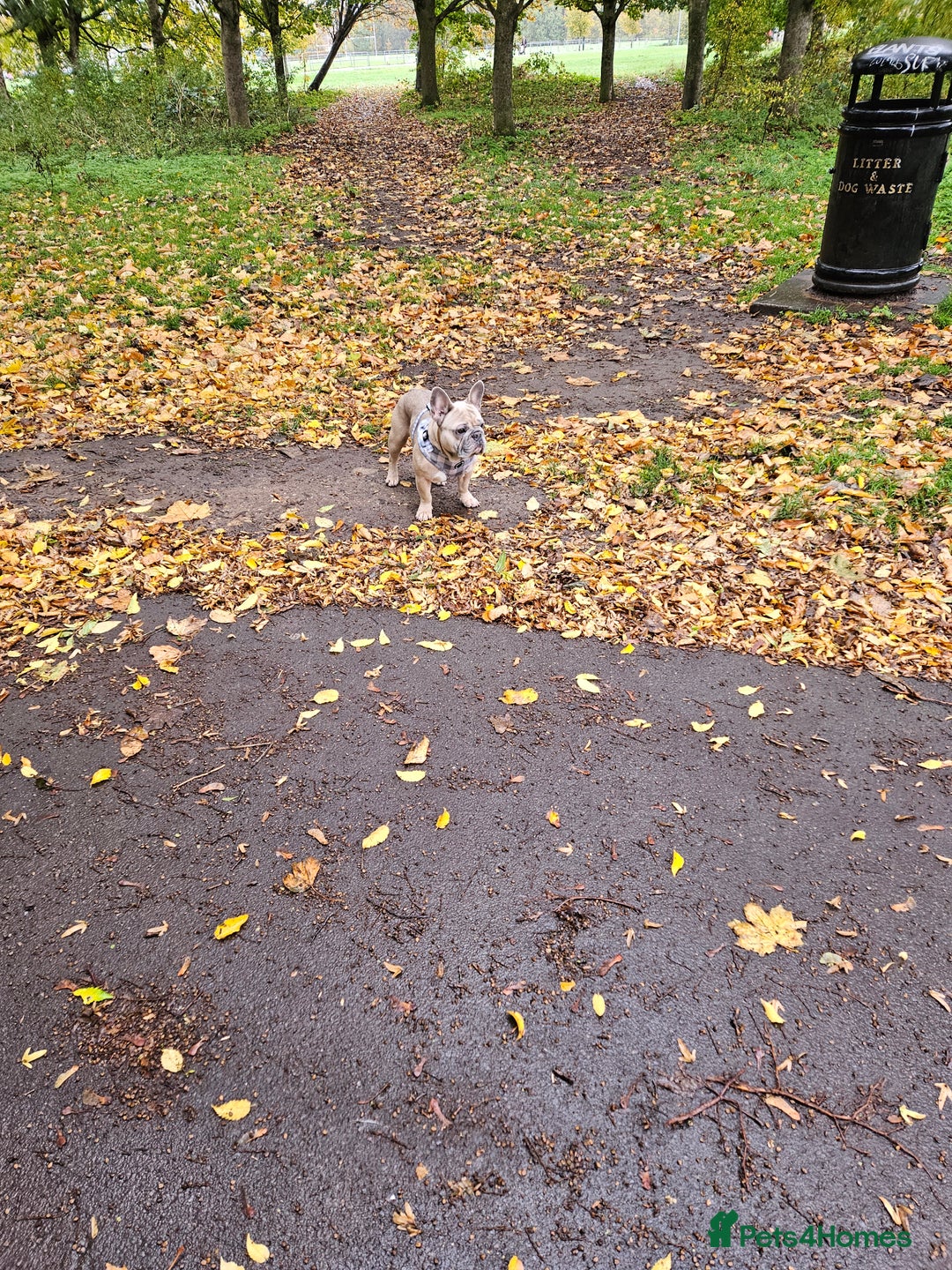 French Bulldog dogs for sale: Desperately seeking a new loving home - Advert 6
