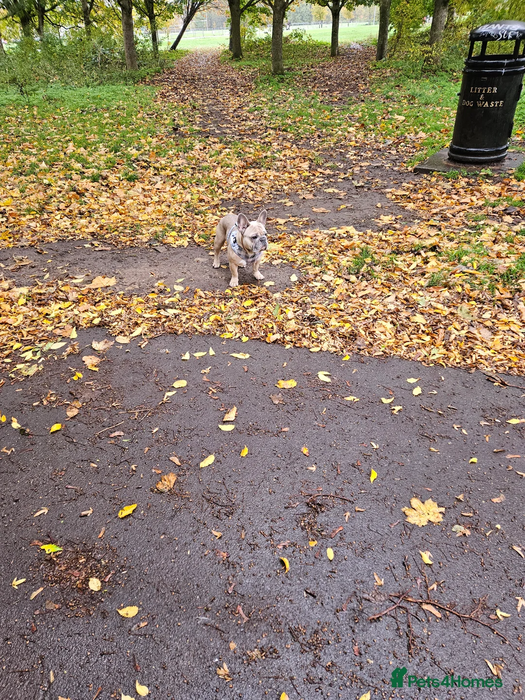 French Bulldog dogs for sale: Desperately seeking a new loving home - Advert 6