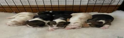 Beagle dogs for sale: Champion Bred Puppies (KC reg) - Advert 8