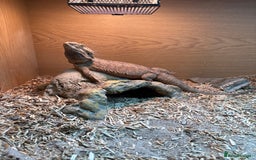 Bearded Dragon reptiles for sale: Female bearded dragon 3 years - Image 1