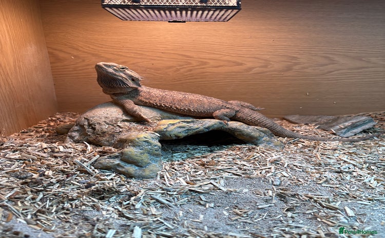 Bearded Dragon reptiles - Advert 2