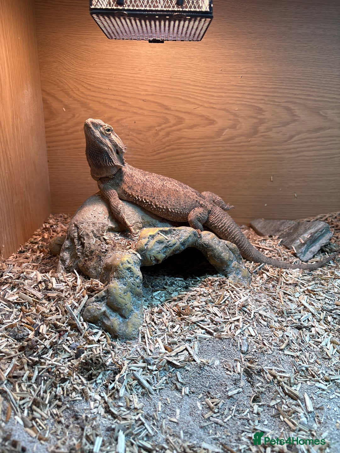 Bearded Dragon reptiles for sale: Female bearded dragon 3 years - Image 1