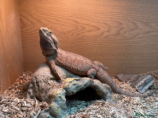 Bearded Dragon reptiles for sale - Advert 1
