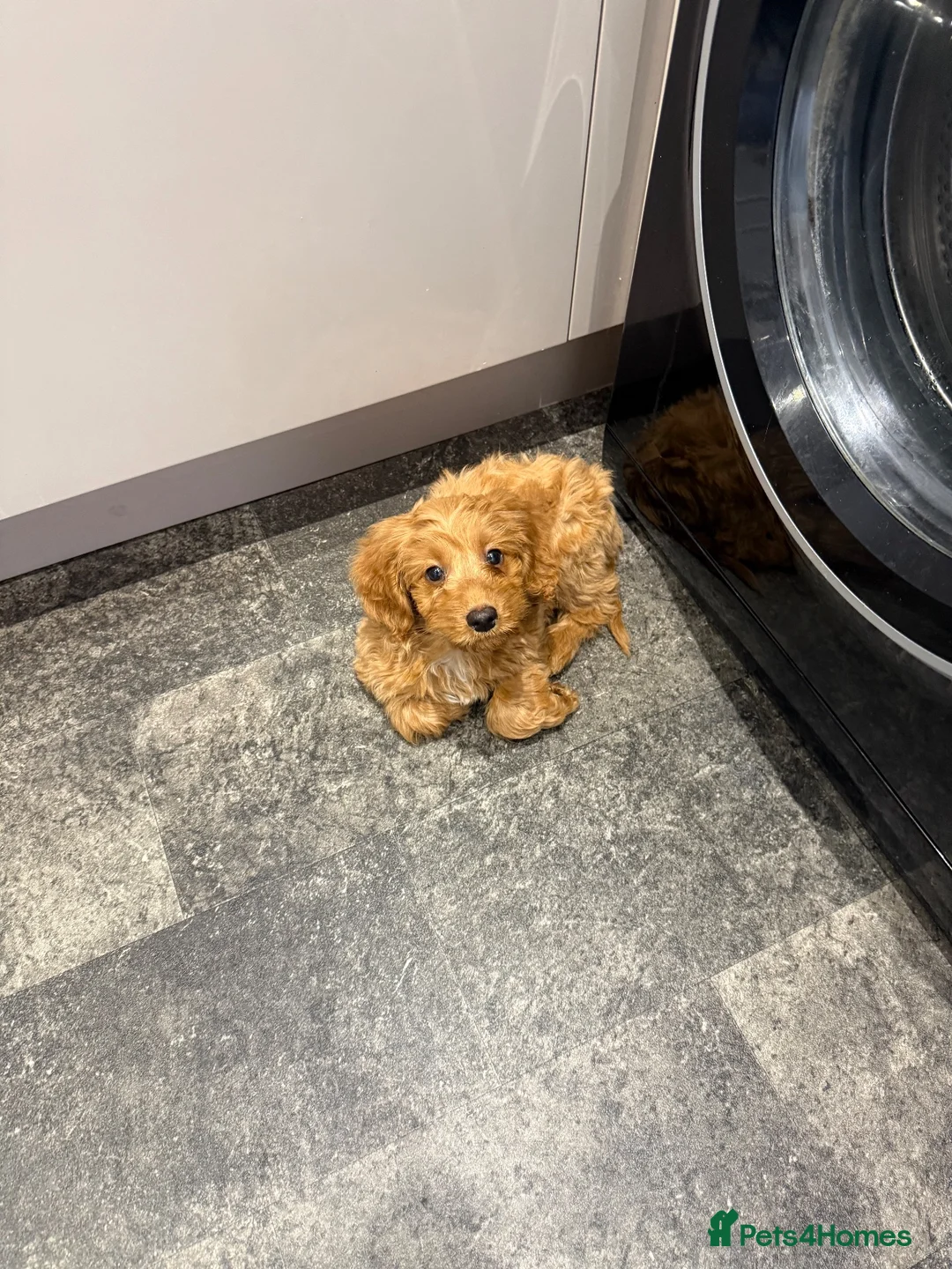 Cockapoo dogs for sale: F1 cockapoo girl READY TO LEAVE in Washington - Advert 3