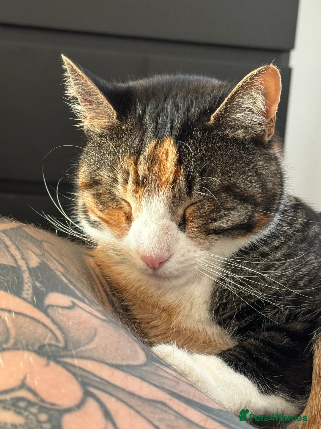 Mixed Breed cats for sale: Beautiful female  - Advert 6