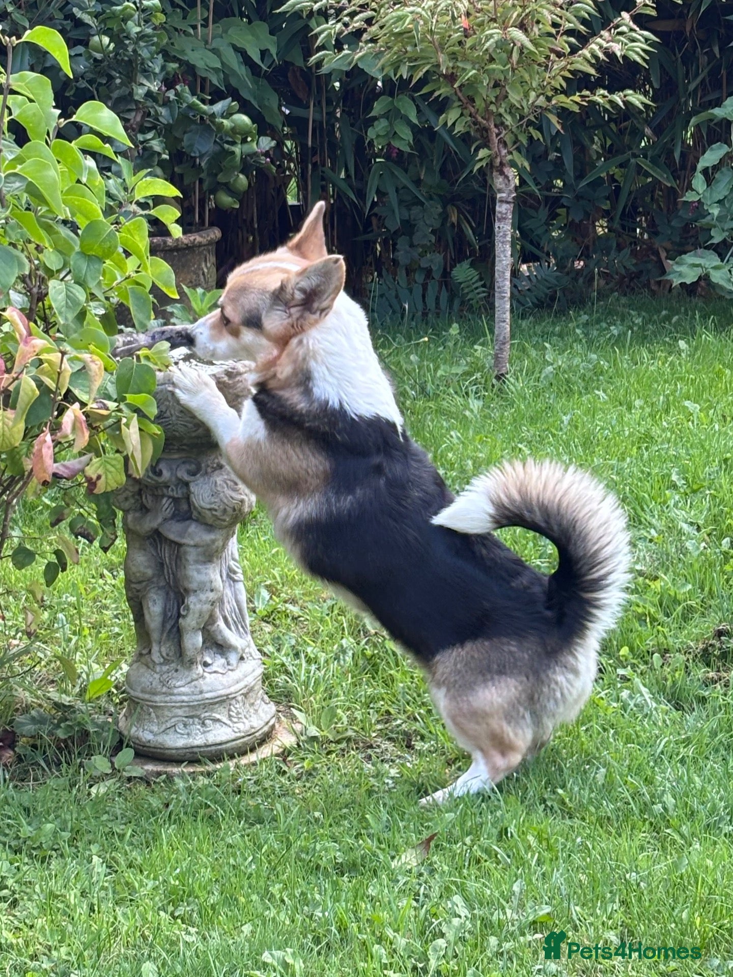 Welsh Corgi Pembroke dogs Cheddar is a wonderful KC Reg lady - Advert 2