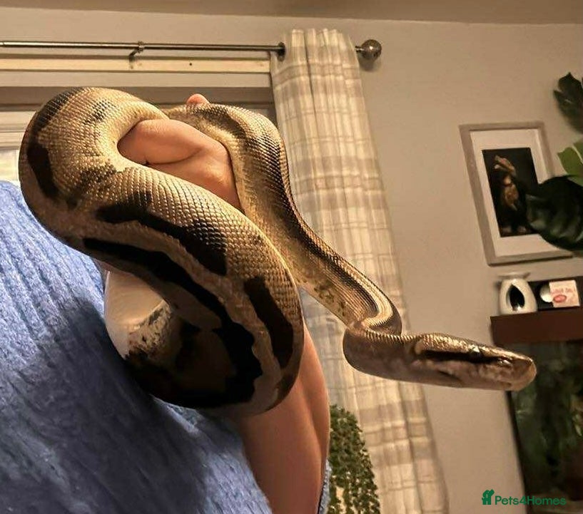 Python Snake reptiles Royal (ball) python-pied morph  - Advert 1