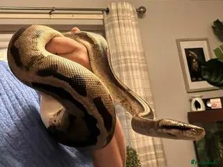 Python Snake reptiles Royal (ball) python-pied morph - Advert 3