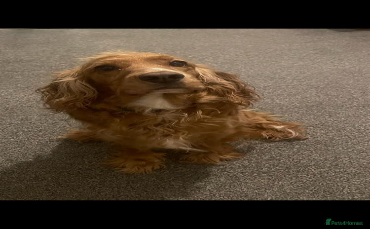 Cocker Spaniel dogs - Advert 1