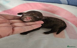 Miniature Poodle dogs for sale: Very well bred, health tested parents  - Image 10