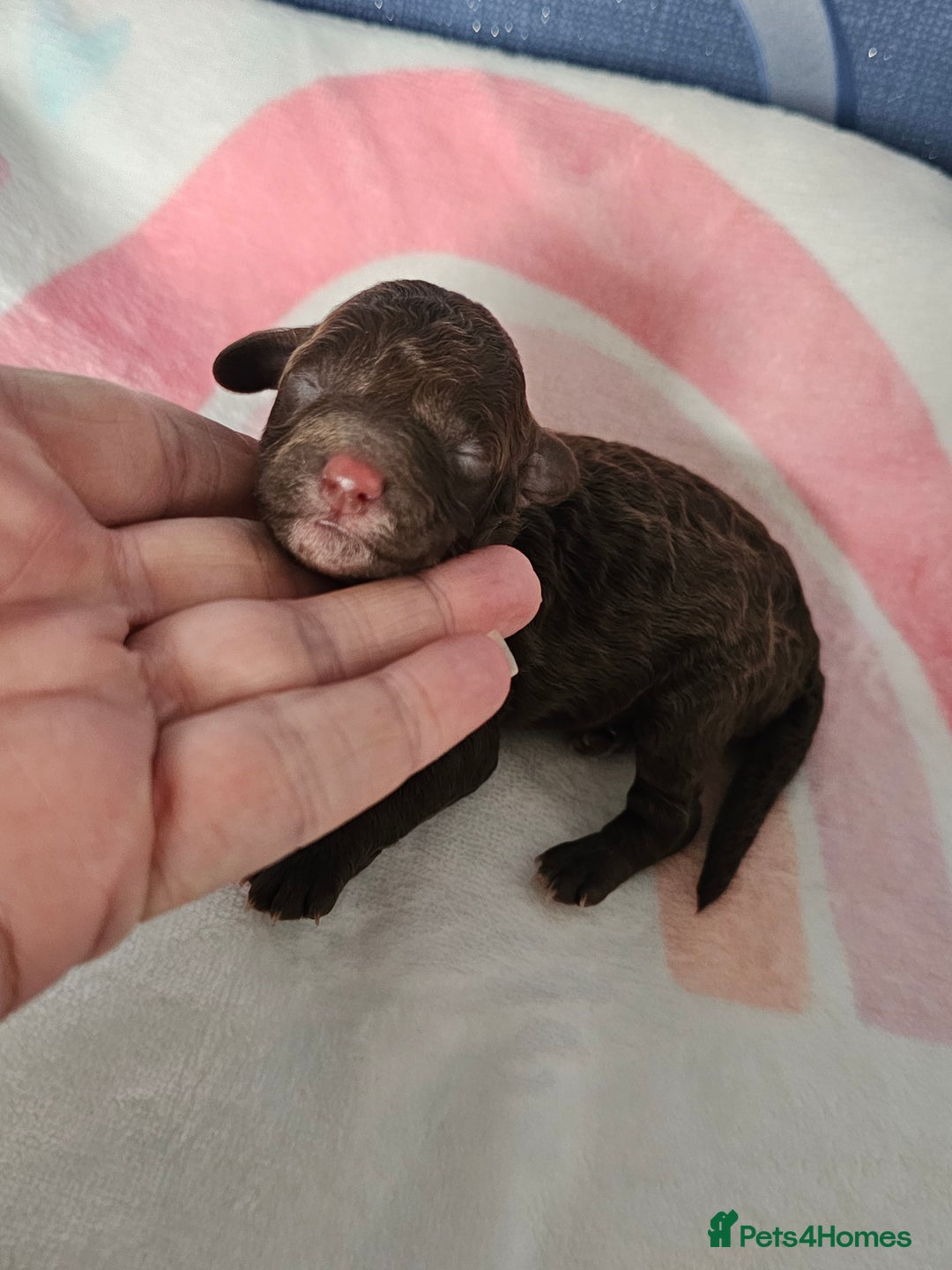 Miniature Poodle dogs for sale: Very well bred, health tested parents  - Image 10