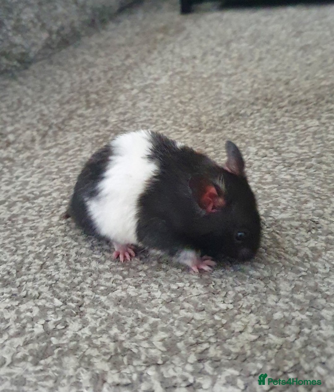 Hamster rodents for sale: Sirian hamsters for sale - Image 4