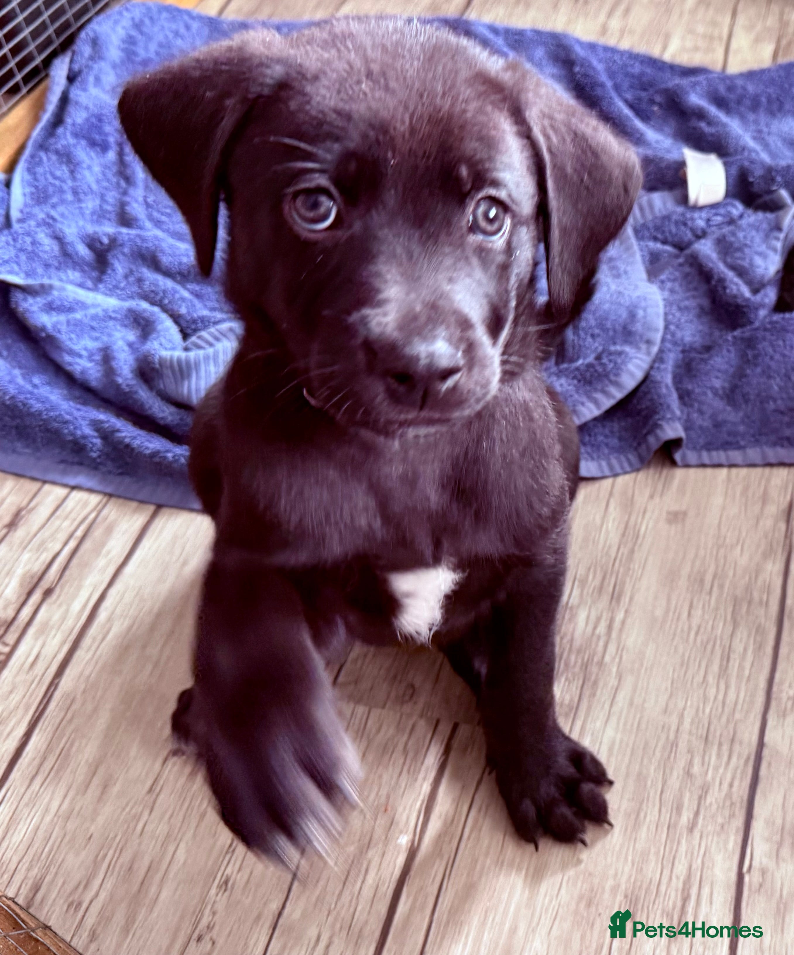 Mixed Breed dogs Gorgeous Siberian Shepsky x Weimaraner Puppies  - Advert 2