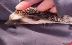 Pygmy Hedgehog rodents for sale: African pygmy hedgehog and set up - Image 4