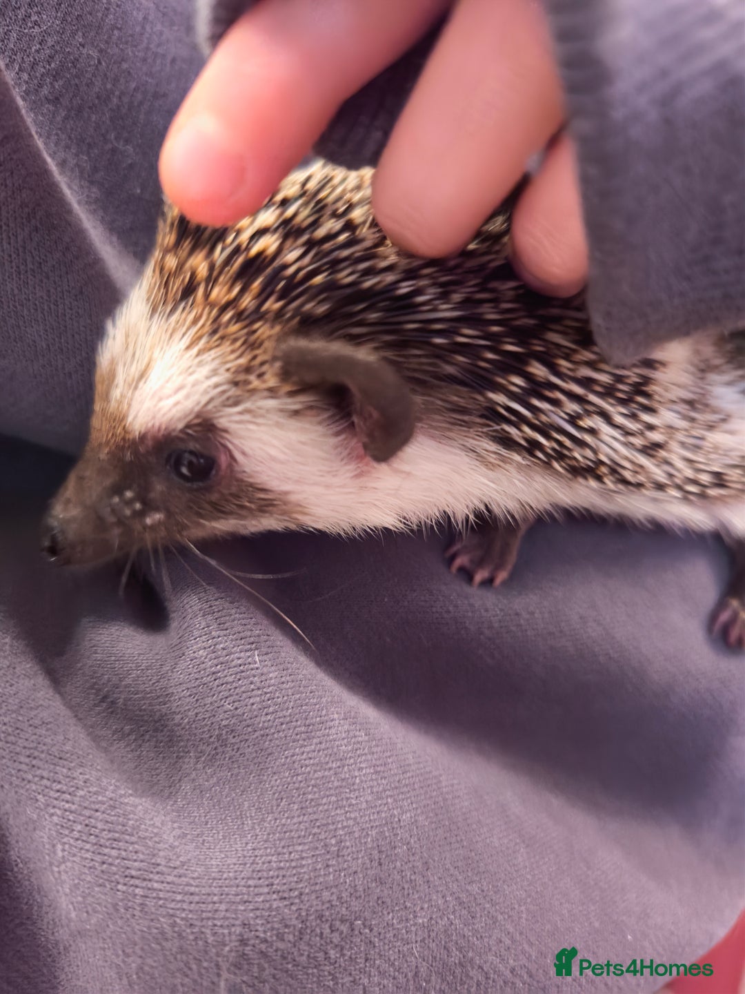 Pygmy Hedgehog rodents for sale: African pygmy hedgehog and set up - Image 4