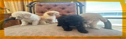 Miniature Poodle dogs for sale: Pedigree club registered Miniature poodles  - Advert 4