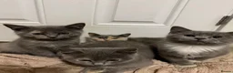 British Shorthair cats for sale: Half British shorthair girls ❤️ - Advert 6