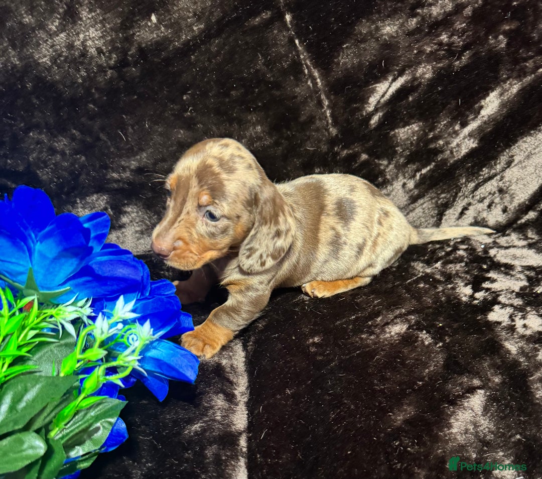 Miniature Dachshund dogs for sale: BEAUTIFUL KC MINI DACHSHUND READY TO LEAVE 23/12   - Advert 1