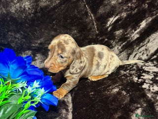 Miniature Dachshund dogs BEAUTIFUL KC MINI DACHSHUND READY TO LEAVE 23/12 - Advert 6