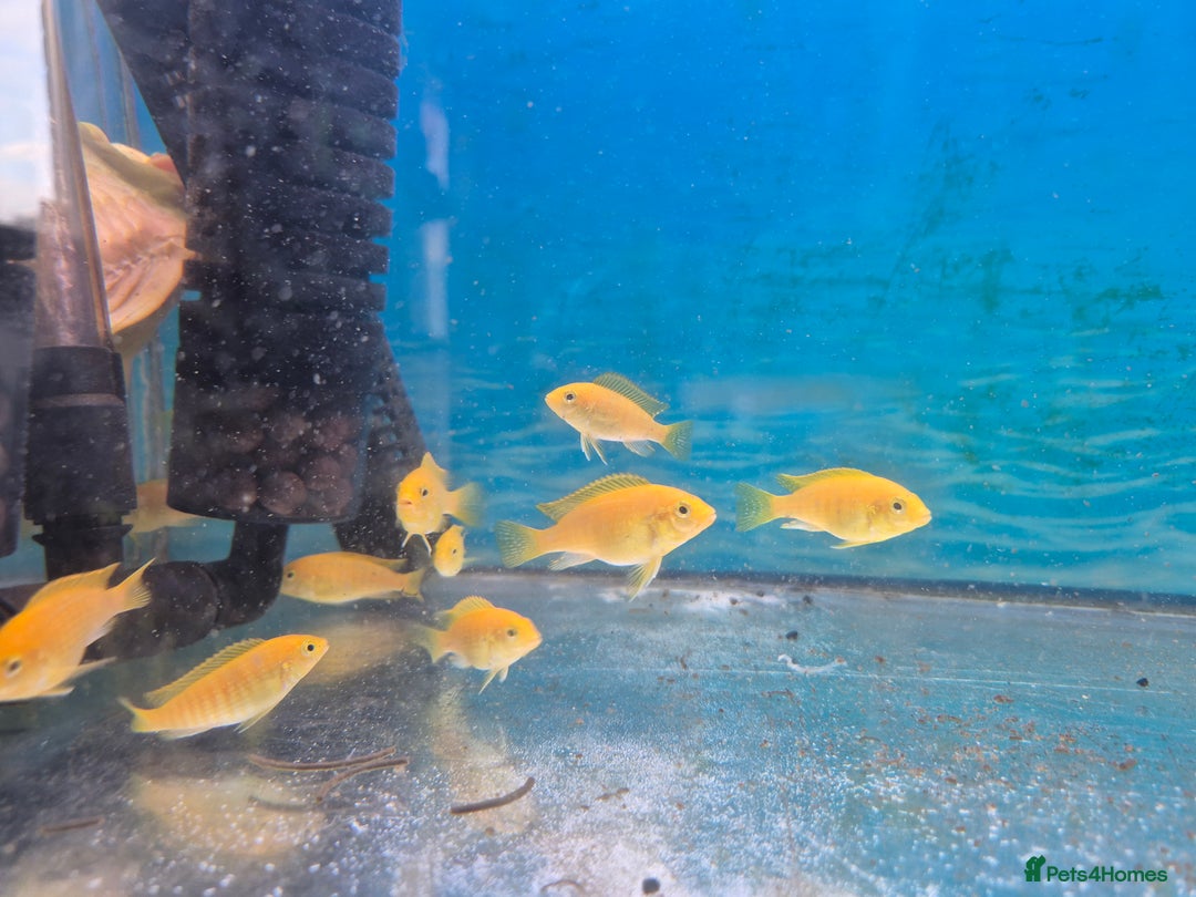 Cichlids fish for sale: Hybrid African cichlids - Advert 3